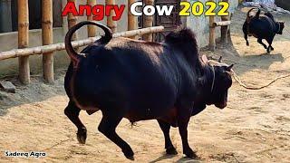 Sadeeq Agro 2022 Pagla Goru Paglami  Vutti Gorur Paglami  Biggest Cow In Bangladesh 2022  CowFarm