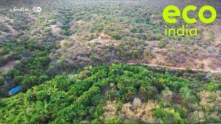 Eco India How a forest cooperative is reversing desertification in Tamil Nadu