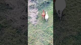 Tow cows they are running #dronevideo #islamic #halalcontent #dronevideography  #animals #cow #hamba