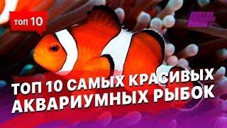 Самые красивые рыбы которых можно содержать в аквариуме