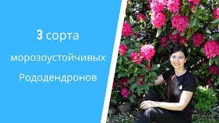 Украшение сада - вечнозеленые рододендроны уход удобрение мульчирование