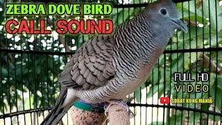 Zebra Dove Bird Call  Turtle Dove Bird Sound