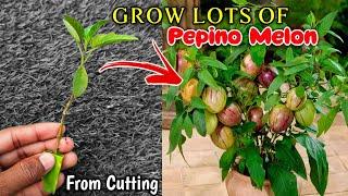 How To Grow Papino Fruit from Cuttings  Pepino Melon  Fruit Tree From Cuttings