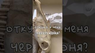 ЗАЧЕМ ХУДОЖНИКУ ЧЕРЕП КОНЯ? #рисование #художник #акварель #творчество #иллюстрация #живопись #гуашь