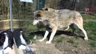 Dog and wolves interaction