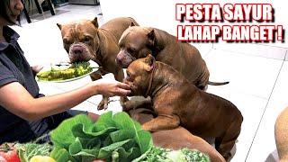 LAHAP BANGET  ANJING PITBULL PESTA PARE DAN DAGING MENTAH  #hewiepitbull