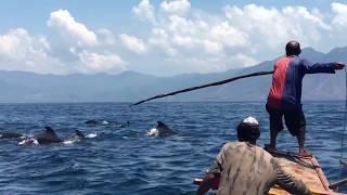 Dolphin Hunting Lamalera