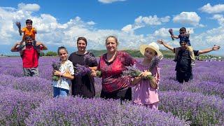 LIFE IN REMOTE VILLAGE  Harvesting Lavender Flowers  Making Lavender Compote and Jam