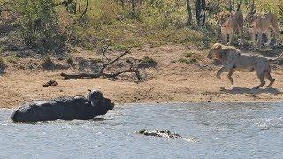 Herd Rescues Buffalo from Lions and Crocodiles