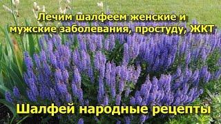 Шалфей народные рецепты.  Лечим шалфеем женские и мужские заболевания простуду ЖКТ