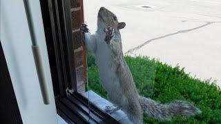 Squirrels adorable attempt to help me open the window