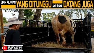 Akhirnya Datang Bikin Kejutan  Pedet Super Belgian Blue Cross Deal Kandang Sapi Kang Yono 