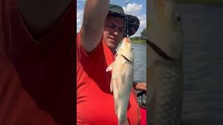 Карась с чем-то  Гибрид   Карась Буффало   #рыбалка #fishing #карась