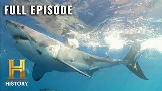 Monster Sharks Oceans Deadliest Killers  MonsterQuest S4 E1  Full Episode