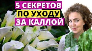 Вырастить КАЛЛУ легко Секреты ухода за Каллой.