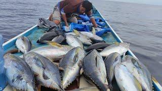 Dholpin si pengaco muncul lagi  Big tuna penuhi palka