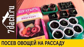 Как посеять на рассаду 4 главных овоща томат перец баклажан и огурец - 7 дач