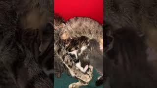 Mother cat talking to hungry kitties purring #shorts