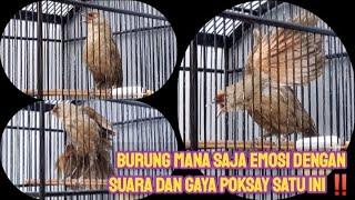 POKSAY KUDA GACORBADAN BESAR SUARA LANTANG