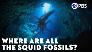 Where Are All The Squid Fossils?