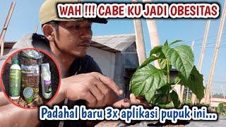 Baru 3 kali aplikasi tanaman cabe sudah obesitas efek racikan pupuk ini