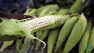 Genetically Engineered Foods That Might be Dangerous