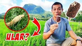 MAKAN ES KRIM DI TENGAH SAWAH TAKUT ADA ULAR  Vlog & Drama Lucu  CnX Adventurers