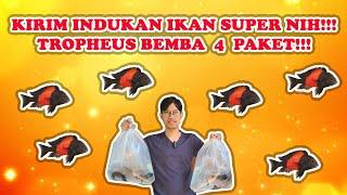 KIRIM INDUKAN TROPHEUS BEMBA PRODUKTIF  IKAN SUPER SIH INI COCOK BUAT BELAJAR BUDIDAYA IKAN HIAS