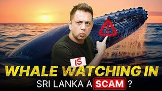 I Went Whale Watching in Sri Lanka and You Won’t Believe What I SAW