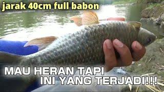 JOSS GONDOS JARAK 40CM FULL BABON NILEM