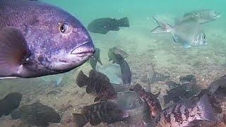 Incredible Underwater Drone Video - Fish Attacking Jigs
