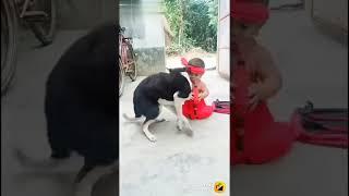 kutta dance