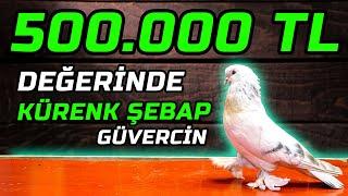 TÜM ÖZELLİKLERİ TAŞIYAN 500.000 TL DEĞERİNDE ŞEBAP GÜVERCİN