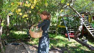 Harvest time in the self-catering garden-  The pitiful bitter rest 