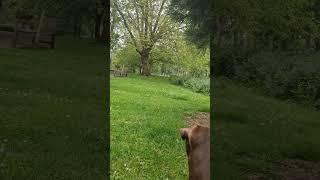 perfectly catching a Rat with patterdale terrier