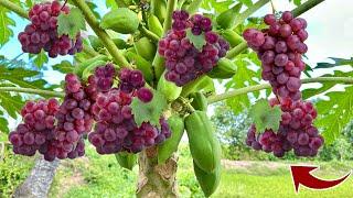 The simplest technique for propagating papaya in grapes is 100% fast using this technique