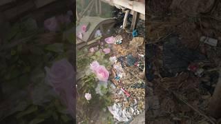 Transforming dirty and disgusting trash to flower garden #trash #garbage #garden #flowers #rose