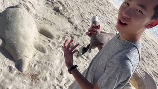 Sand Crab Digging