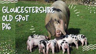 Gloucestershire Old Spot Pig  Amazing Heritage Pork perfect for Pasture