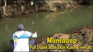 Mancing Di Sungai Berparas  Full Strike Ikan Ekor Koning Air Tawar