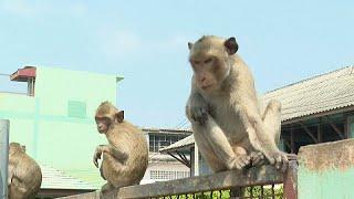 سرقت الطعام وأوقعت إصابات.. عصابة من القرود تجتاح بلدة في تايلاند وتجبر السلطات على التحرك