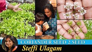 கொத்தமல்லி வரலாறு  Life of Coriander - Seed to Seed  How to grow Coriander at Home in Tamil