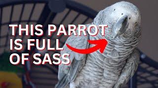 This Talking African Grey is full of Sass