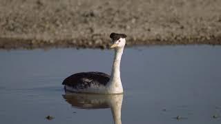 Western Grebe Sound Video Bird Songs Western North America-Western Grebe Nature Sounds Peaceful