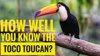 Toco Toucan  Description Characteristics and Facts