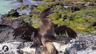 Biology of the Flightless Cormorant