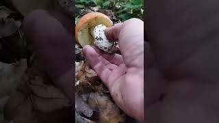 Amanita caesarealonely princess 06.08.2023#mushroom #fungi #nature #porcini #boletus #forest