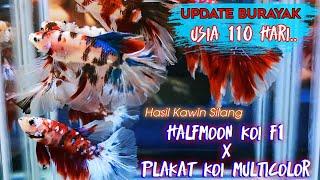 Update Burayak Part 3  Hasil Crossbreed Halfmoon Koi F1 X Plakat Koi Multicolor