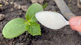 The first very important feeding of cucumbers They will immediately grow and give a big harvest