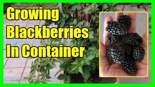 How To Grow Blackberries In Containers Can Blackberry Plant Grow at Home?